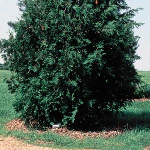 Arborvitae - Dark American (Thuja occidentalis Nigra)