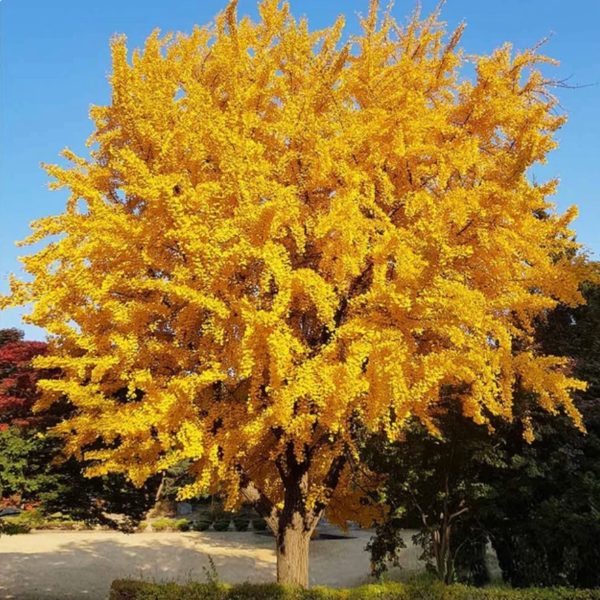 Ginkgo 3” cal