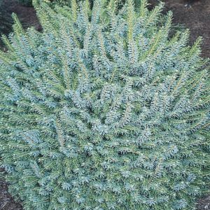 Globe Spruce -Picea pungent glauca. Globosa
