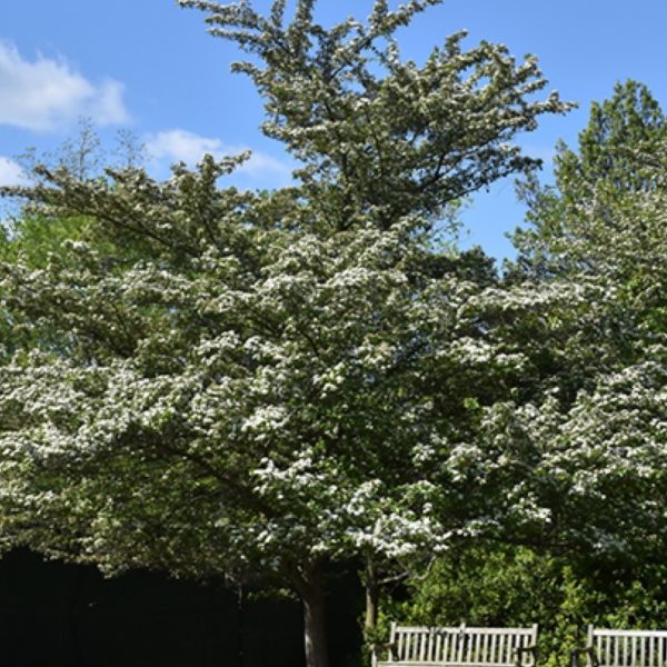Hawthorn Winter King 2.5”-3”