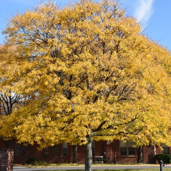 Honeylocust Shademaster 2.5”-3”