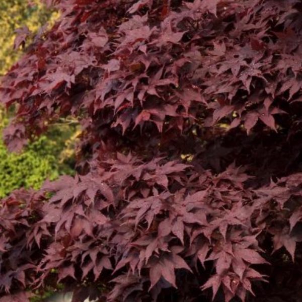 Japanese Maple - Bloodgood