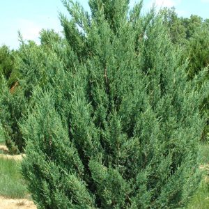 Juniper - Blue Point (Juniperus Chinensis)