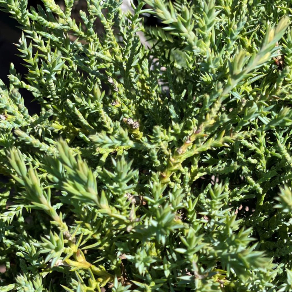 Juniper Pom Pom 'Angelica Blue' (Juniperus chinensis) 202 Tree Center