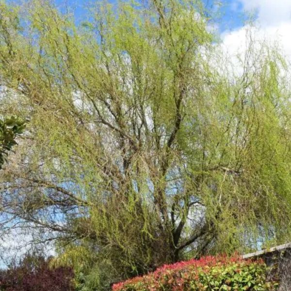 Weeping Willow -Corkscrew Salix Matsudana