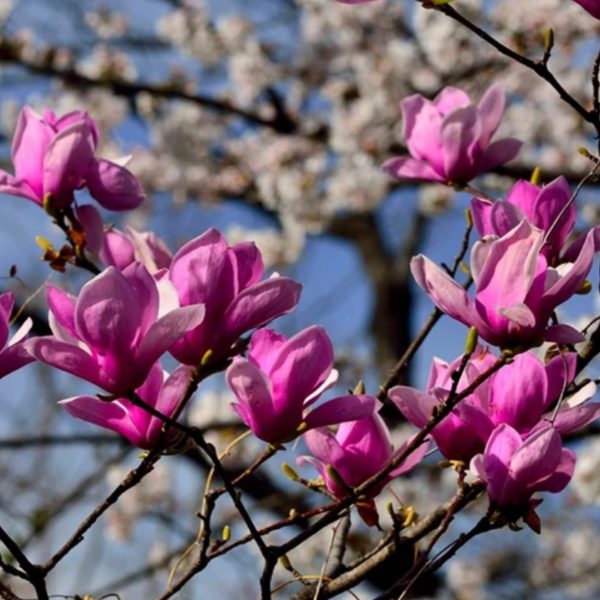 Magnolia - Jane (SBG)