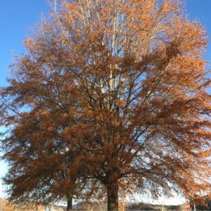 Oak - Willow Oak (Quercus Phellos)