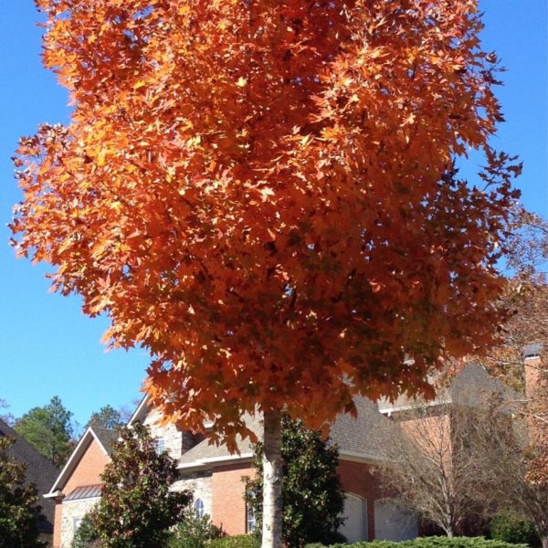 Maple - LEGACY Sugar