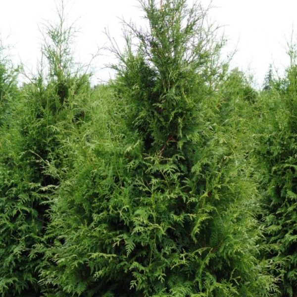 Arborvitae - Excelsa (Thuja plicata)