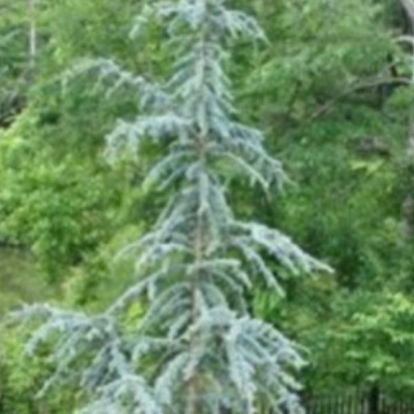 Blue Atlas Cedar Columnar