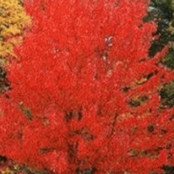 Maple - Sun Valley (Acer rubrum)