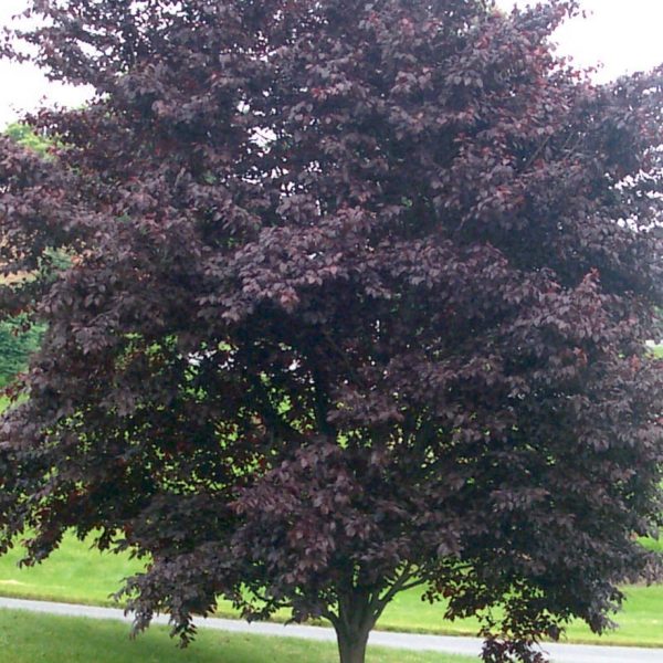 Plum - KV Purple Leaf