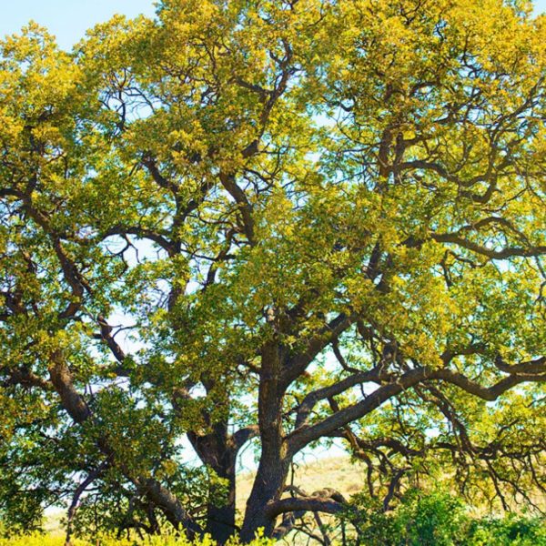 Oak - White Oak (Quercus alba)