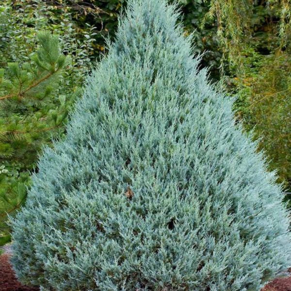 Blue Spruce - Fat Albert