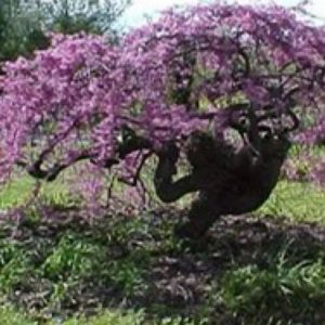Redbud - Lavender Twist (Weeping)