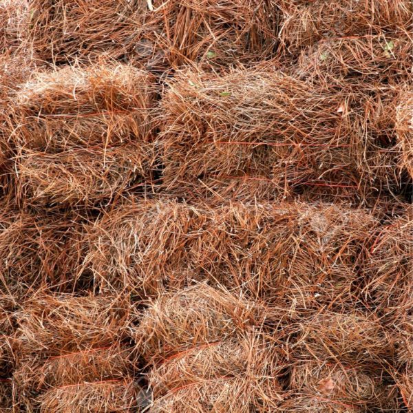 Pine straw