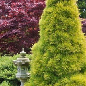 Pine, 'Louie' Pinus Strobus