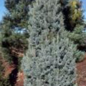 Spruce, Picea Abies 'Fastigiata Compacta'