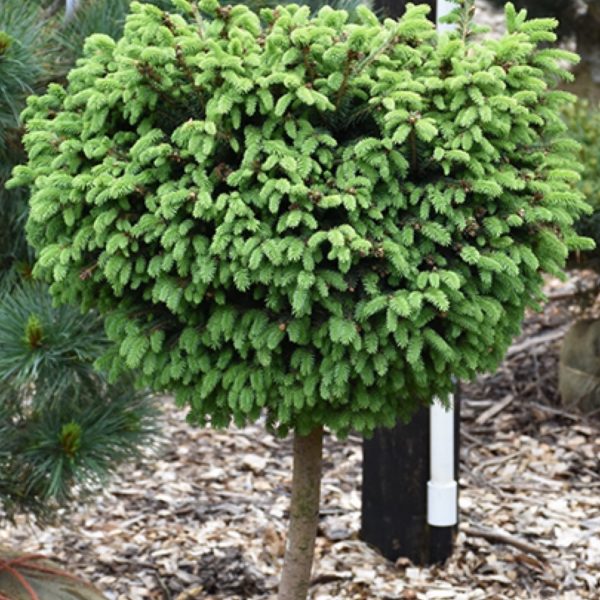 Spruce, Picea Abies 'Little Gem'
