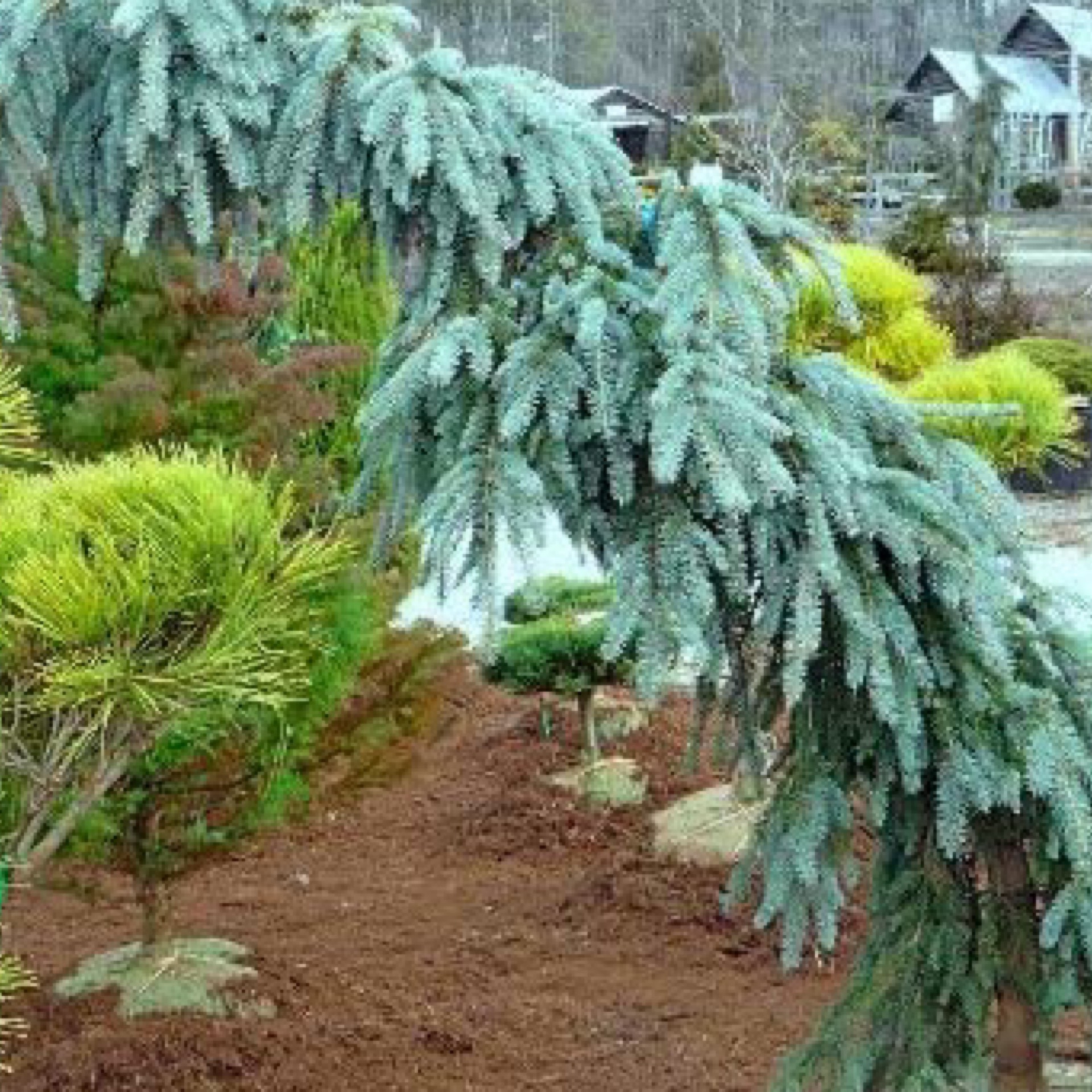 Shining ildsted formel Spruce, Weeping Blue Spruce, Picea pungens 'Glauca Slenderina® Pendula' -  202 Tree Center