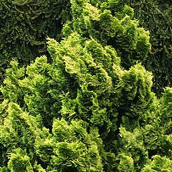Chamaecyparis - Obtusa Cypress 'Nana Gracilis'