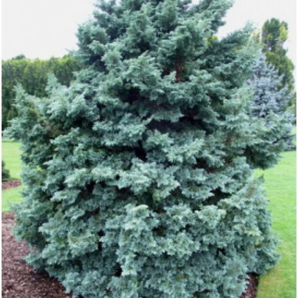 Chamaecyparis - Pisifera 'Boulevard'