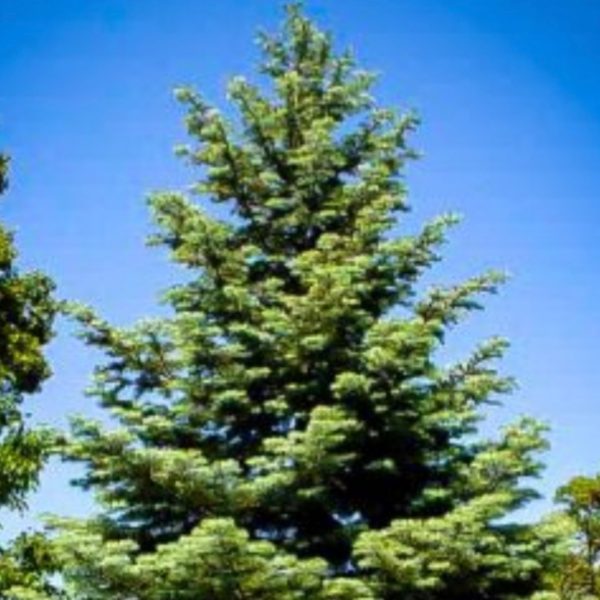 Concolor Christmas Tree