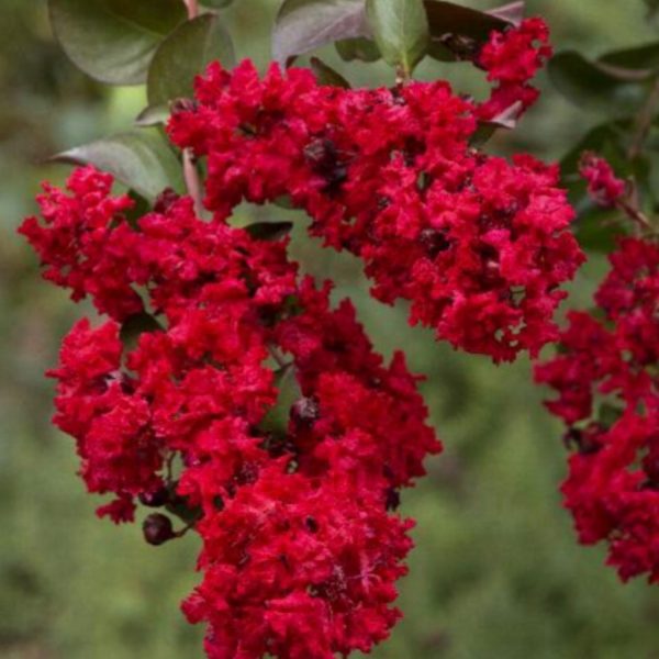 Crape Myrtle  - Dynamite