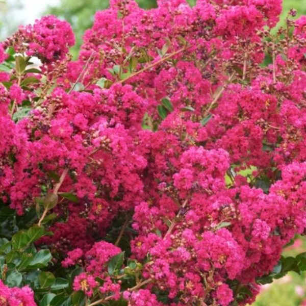 Crape Myrtle - Catawba