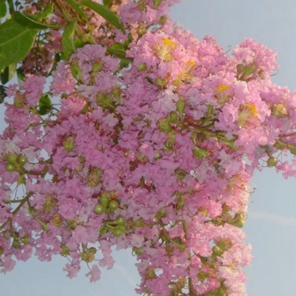 Crape Myrtle - Sioux