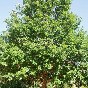Oak - Swamp White Oak (Quercus bicolor)
