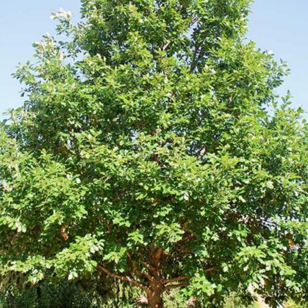 Oak - Swamp White Oak (Quercus bicolor)