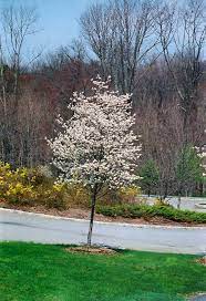 Serviceberry - Cumulus (single stem) 2”-2.5”