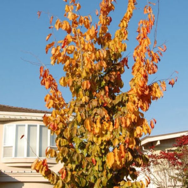 Persian Ironwood Parrotia persica 'Vanessa' #7