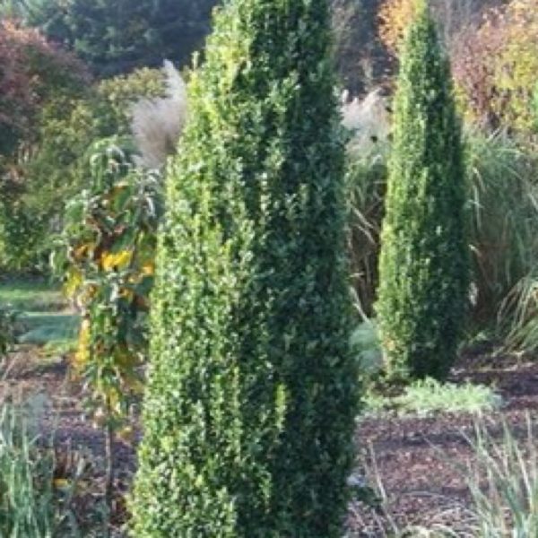 Boxwood - Graham Blandy